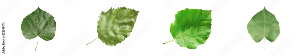 Set of four green leaves in different shades, isolated on a white background, showcasing natural variations in texture and color. transparent background Set of four green leaves in different shades, isolated on a white background, showcasing natural variations in texture and color. transparent background