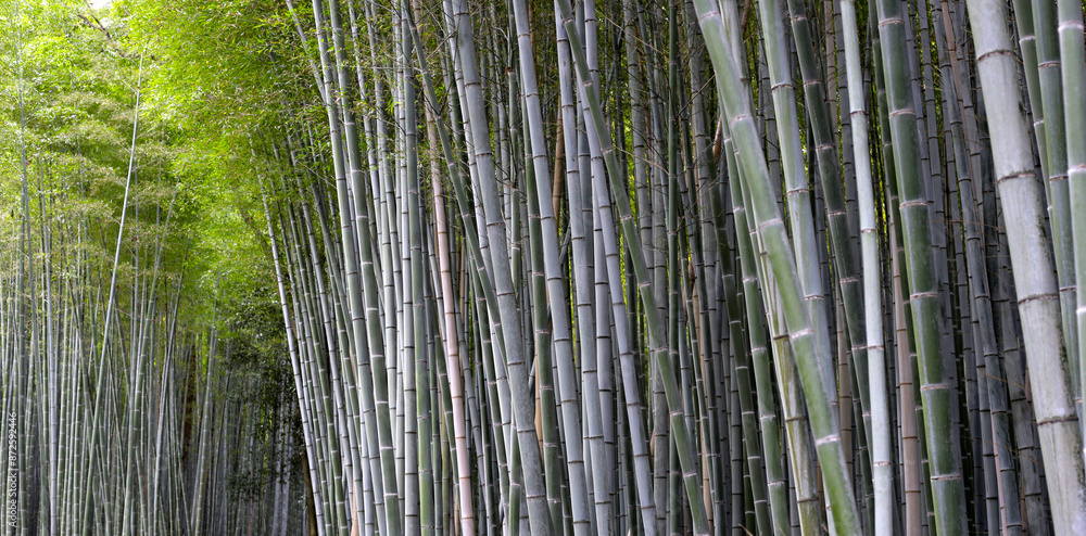Arashiyama Bamboo Forest, Bamboo Grove Kyoto, Japan Arashiyama Bamboo Forest, Bamboo Grove Kyoto, Japan