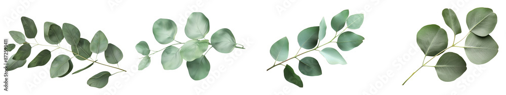 Elegant eucalyptus branches isolated on a transparent background. Perfect for design projects, wedding invitations, and natural decor. transparent background Elegant eucalyptus branches isolated on a transparent background. Perfect for design projects, wedding invitations, and natural decor. transparent background
