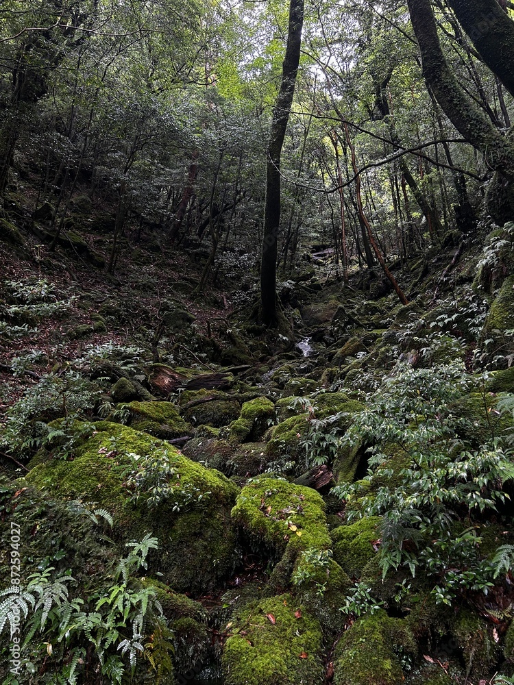 The Shiratani Unsuikyo Ravine on Yakushima is a lush nature park containing several ancient cedars, Yakushima is a World Heritage Site island located in Kagoshima Prefecture, Kyushu, Japan The Shiratani Unsuikyo Ravine on Yakushima is a lush nature park containing several ancient cedars, Yakushima is a World Heritage Site island located in Kagoshima Prefecture, Kyushu, Japan