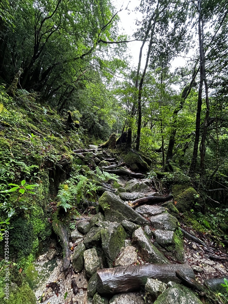 The Shiratani Unsuikyo Ravine on Yakushima is a lush nature park containing several ancient cedars, Yakushima is a World Heritage Site island located in Kagoshima Prefecture, Kyushu, Japan The Shiratani Unsuikyo Ravine on Yakushima is a lush nature park containing several ancient cedars, Yakushima is a World Heritage Site island located in Kagoshima Prefecture, Kyushu, Japan