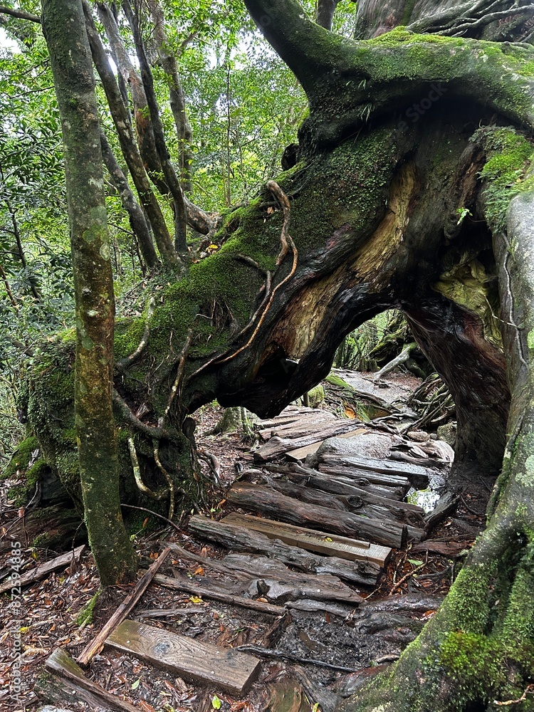 The Shiratani Unsuikyo Ravine on Yakushima is a lush nature park containing several ancient cedars, Yakushima is a World Heritage Site island located in Kagoshima Prefecture, Kyushu, Japan The Shiratani Unsuikyo Ravine on Yakushima is a lush nature park containing several ancient cedars, Yakushima is a World Heritage Site island located in Kagoshima Prefecture, Kyushu, Japan