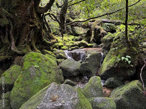 The Shiratani Unsuikyo Ravine on Yakushima is a lush nature park containing several ancient cedars, Yakushima is a World Heritage Site island located in Kagoshima Prefecture, Kyushu, Japan photo