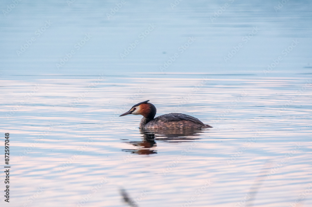 Fototapeta premium The waterfowl bird Great Crested Grebe swimming in the calm lake