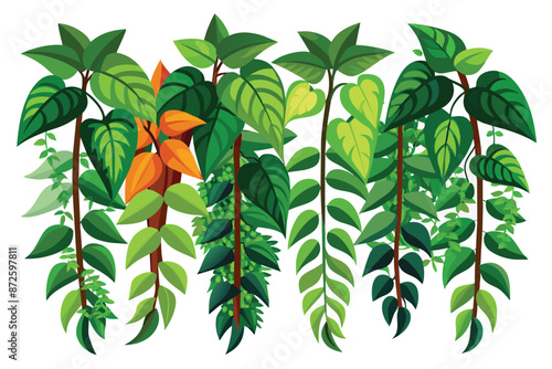 tropical creeper plants in a row vector illustration