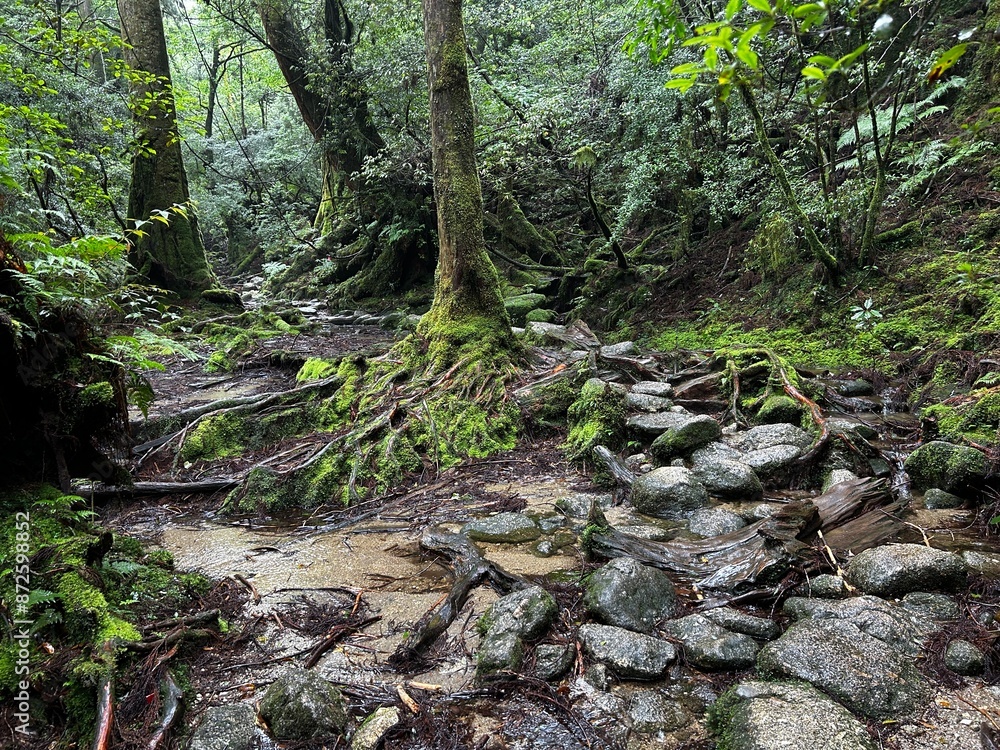 The Shiratani Unsuikyo Ravine on Yakushima is a lush nature park containing several ancient cedars, Yakushima is a World Heritage Site island located in Kagoshima Prefecture, Kyushu, Japan The Shiratani Unsuikyo Ravine on Yakushima is a lush nature park containing several ancient cedars, Yakushima is a World Heritage Site island located in Kagoshima Prefecture, Kyushu, Japan