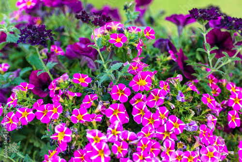 Close up of potted pink and purple Seaside Petunias in outdoor basket during summer.