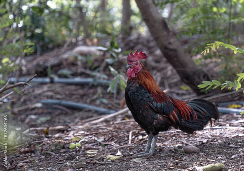 The beautiful rooster is standing among the nature environment. Red junglefowl is on the ground of the jungle, Thai bantam chicken of Native species, Space for text, Selective focus. photo