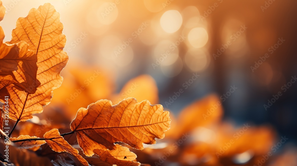 Autumn foliage with detailed leaf texture and a blurred, sunlit background Autumn foliage with detailed leaf texture and a blurred, sunlit background