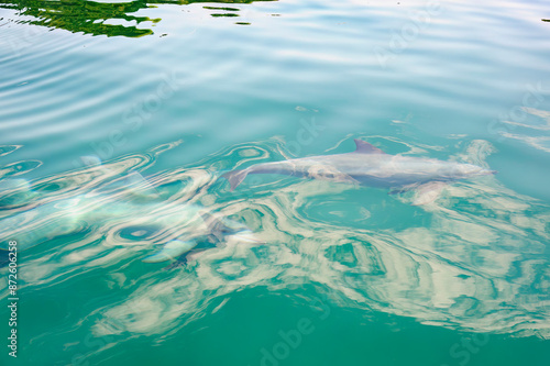 ドルフィンスイムで可愛いミナミハンドウイルカの群れが出迎えてくれた。 白い子イルカもいる。 日本国石川県七尾市能登島 - 2017年5月5日。 北陸地方の石川県、能登半島の先端にある能登島（北緯37度07分、東経136度59分）は、ミナミハンドウイルカの地球上の北限の生息地として知られている。 Indian Ocean Bottlenose Dolphin (Tursiops aduncus) 