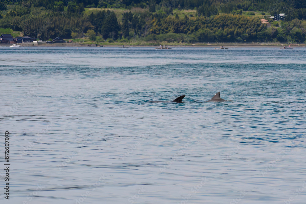 Fototapeta premium ドルフィンスイムで可愛いミナミハンドウイルカの群れが出迎えてくれた。 白い子イルカもいる。 日本国石川県七尾市能登島 - 2017年5月5日。 北陸地方の石川県、能登半島の先端にある能登島（北緯37度07分、東経136度59分）は、ミナミハンドウイルカの地球上の北限の生息地として知られている。 Indian Ocean Bottlenose Dolphin (Tursiops aduncus) 