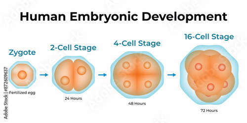 Human Embryonic Development Science Design Vector Illustration Diagram
