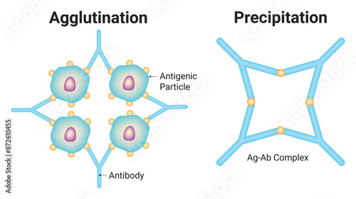 Agglutination and Precipitation Science Design Vector Illustration Diagram