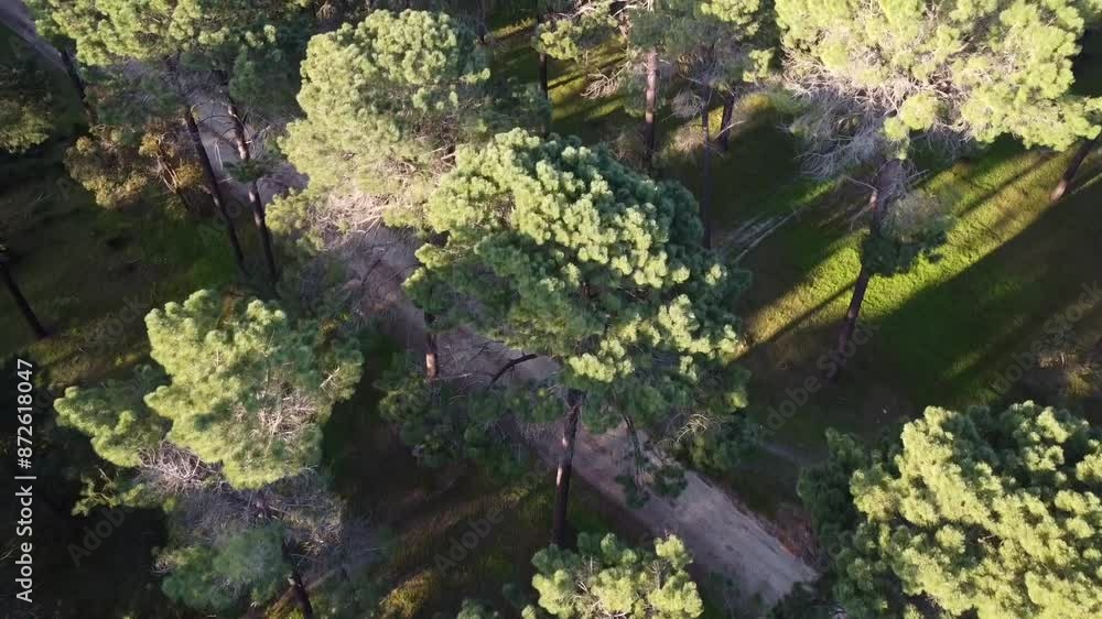 Aerial view obliquely travelling over dirt track in Pine Tree Forest Plantation in Gnangara, Perth, WA Aerial view obliquely travelling over dirt track in Pine Tree Forest Plantation in Gnangara, Perth, WA