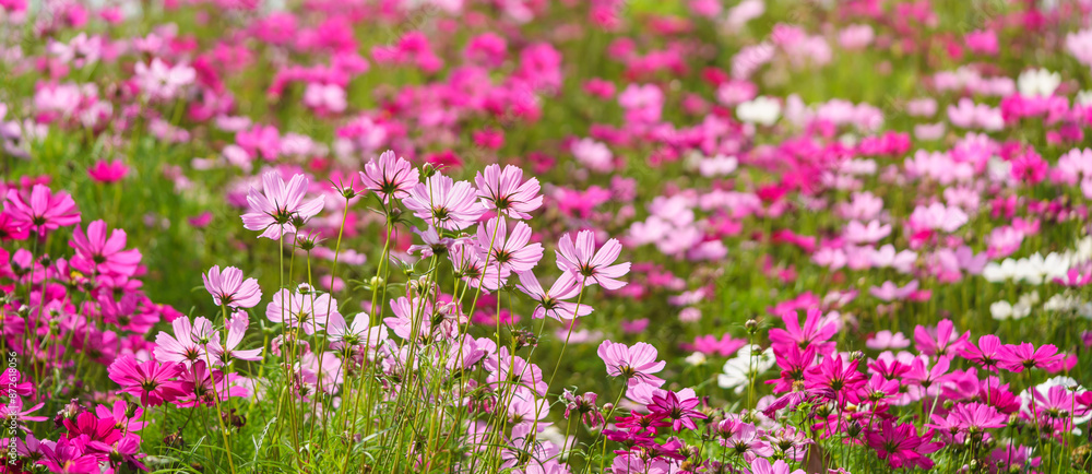 Closeup of pink Cosmos flower under sunlight with copy space background natural green plants landscape, ecology wallpaper cover page concept. Closeup of pink Cosmos flower under sunlight with copy space background natural green plants landscape, ecology wallpaper cover page concept.