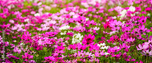 Closeup of pink Cosmos flower under sunlight with copy space  background natural green plants landscape, ecology wallpaper cover page concept.