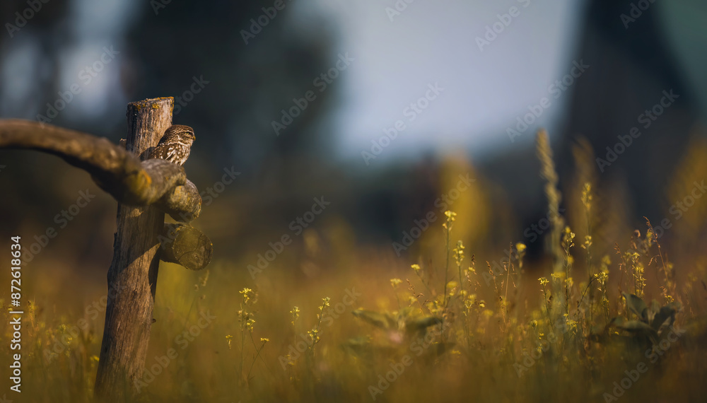 Fototapeta premium Athene noctuahe sits on a beautiful wooden fence and looks out for food.