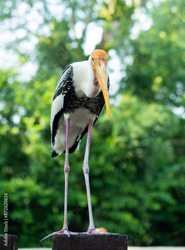 closeup shot of a huge bird called flamingo in National Zoo, Malaysia. 