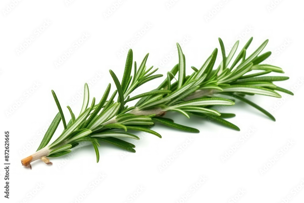 Fototapeta premium Fresh Rosemary Sprigs on White Background