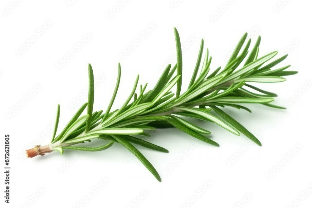 Fototapeta premium Fresh Rosemary Sprig on White Background