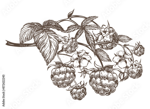 Raspberry branch, hand drawn black and white graphic vector illustration. Farm berries in engraving style. For packaging, labels or menus.