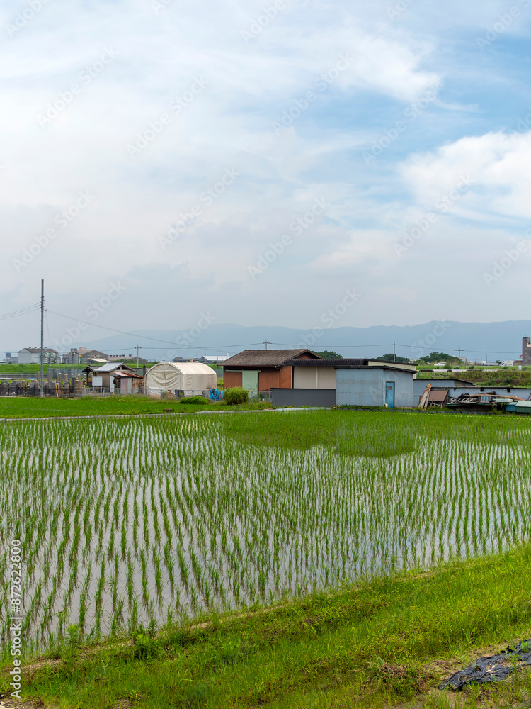大阪府松原市に転がる水田と畑の風景 大阪府松原市に転がる水田と畑の風景