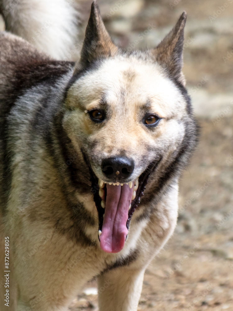 Portrait of a wild dog in the park Portrait of a wild dog in the park