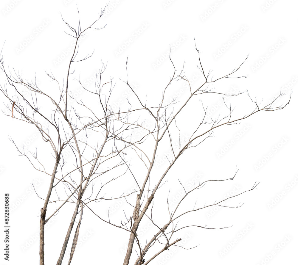 Fototapeta premium Dry tree branches isolated on white background