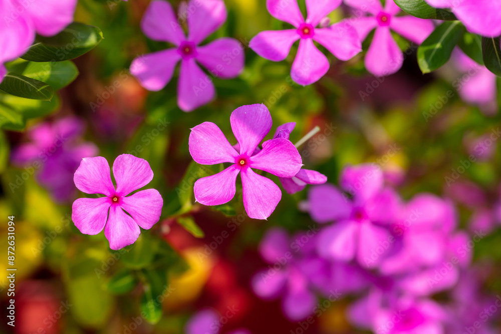 Beautiful purple flower in a tropical garden Beautiful purple flower in a tropical garden