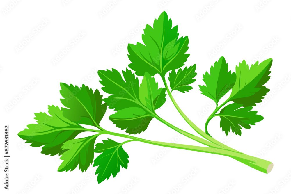 Fresh green leaves of coriander. Vector illustration Fresh green leaves of coriander. Vector illustration