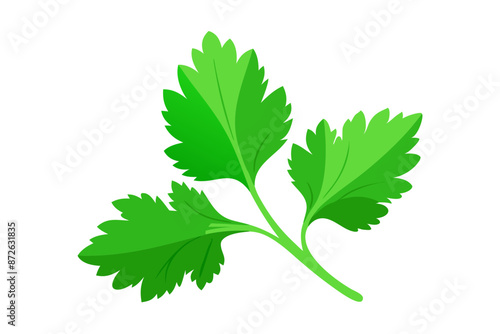 Fresh green leaves of coriander. Vector illustration