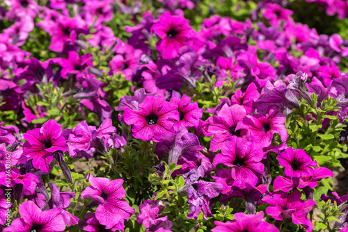 Petunias. Bright pink beautiful petunia flowers. Bloom.