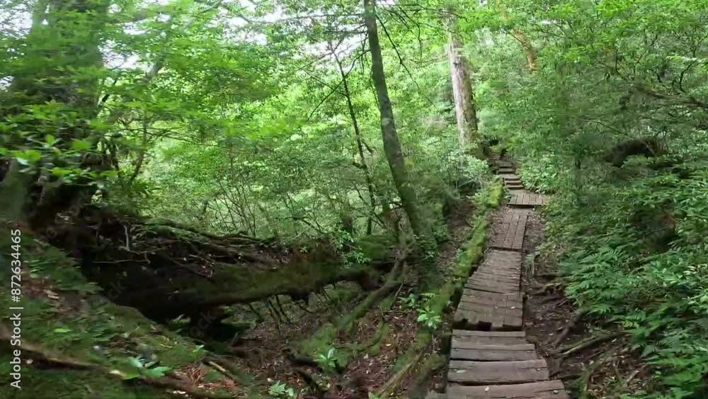 The Jomonsugi, Yakushima, is a giant cedar tree oldest tree. Trekking route from the Arakawa trailhead to Takatsuka hut. The Jomonsugi, Yakushima, is a giant cedar tree oldest tree. Trekking route from the Arakawa trailhead to Takatsuka hut.