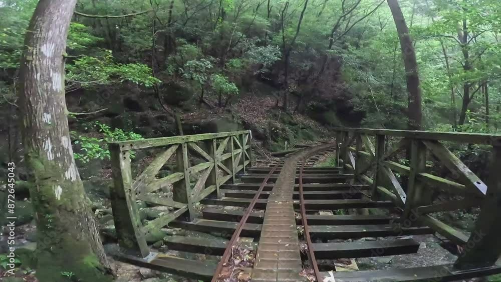 The Jomonsugi, Yakushima, is a giant cedar tree oldest tree. Trekking route from the Arakawa trailhead to Takatsuka hut. The Jomonsugi, Yakushima, is a giant cedar tree oldest tree. Trekking route from the Arakawa trailhead to Takatsuka hut.