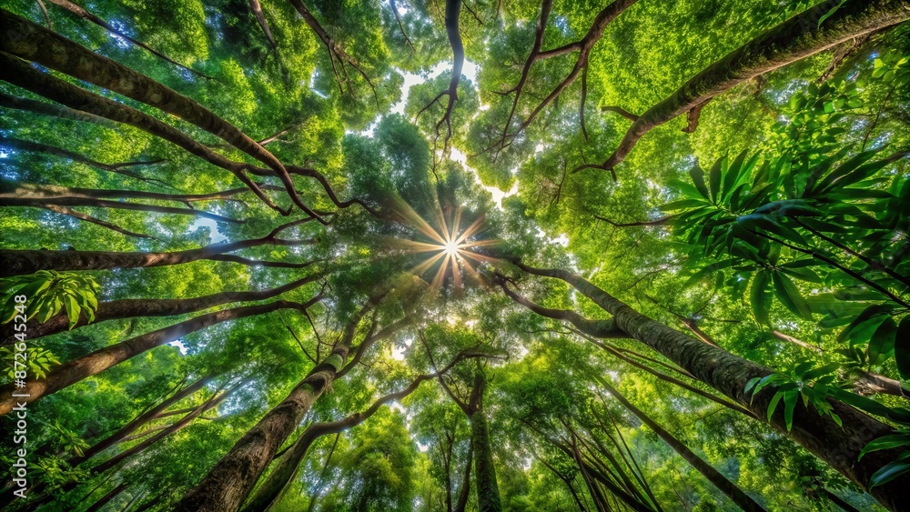 Fototapeta premium Dense Amazon rainforest canopy with entwined tree branches forming circular patterns amidst vibrant green foliage and dappled light.