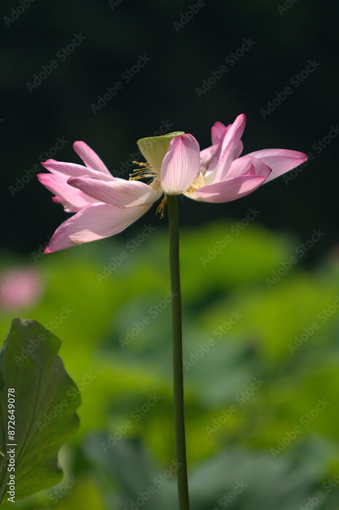pink lotus flower