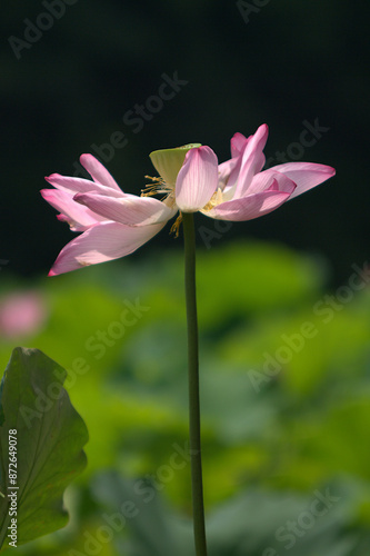 pink lotus flower