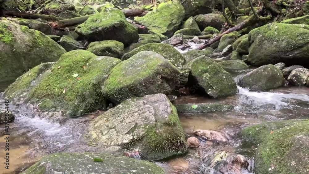 The Jomonsugi, Yakushima, is a giant cedar tree oldest tree. Trekking route from the Arakawa trailhead to Takatsuka hut. The Jomonsugi, Yakushima, is a giant cedar tree oldest tree. Trekking route from the Arakawa trailhead to Takatsuka hut.