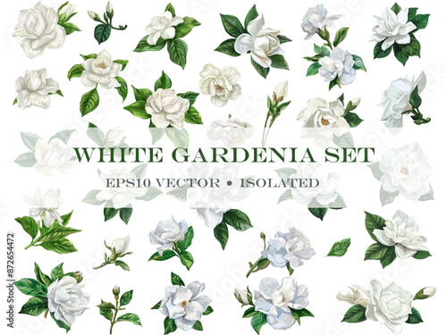 Vector set of white gardenia flowers with leaves isolated on white background