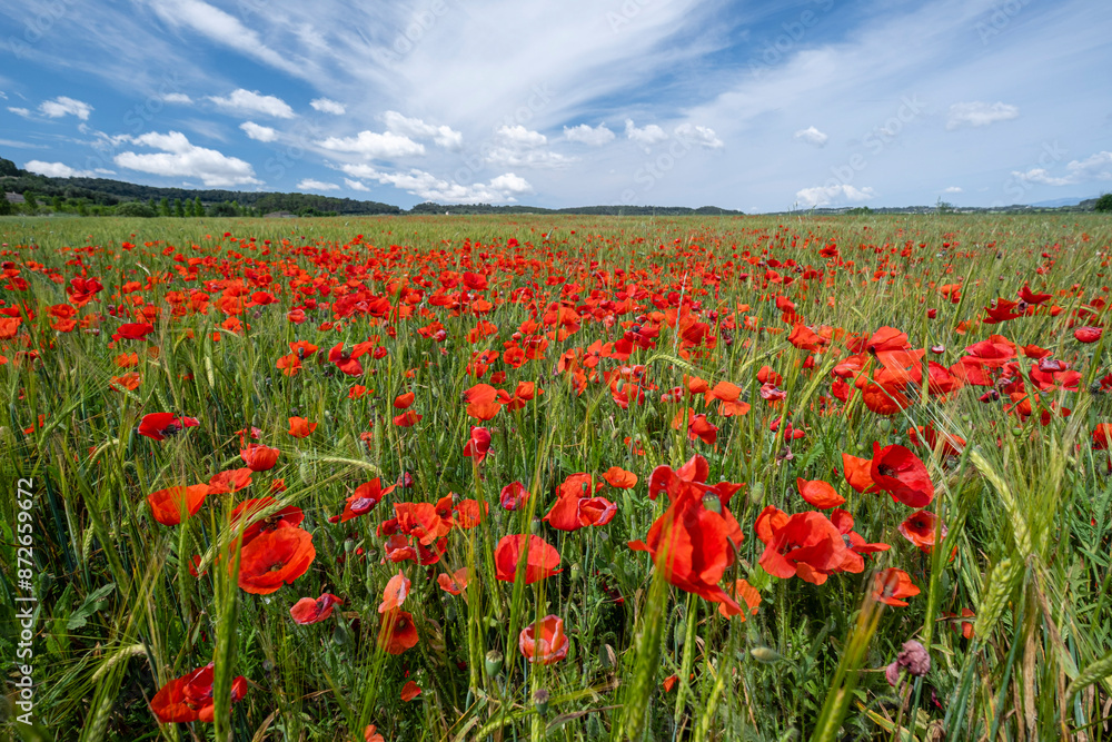 Papaver rhoeas L., wild poppy field, Sant Joan, Mallorca, Balearic Islands, Spain Papaver rhoeas L., wild poppy field, Sant Joan, Mallorca, Balearic Islands, Spain