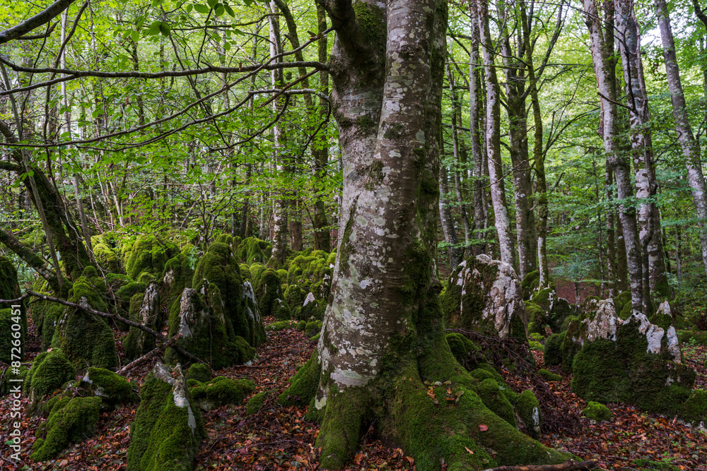 Fototapeta premium beech forest near Lizarrusti, Alleko Tour, [SL-Gi 2004], Aralar natural park, Guipuzcoa-Navarra, Spain