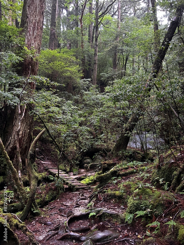 Yakusugi Land is a nature park populated by a number of yakusugi. The park is one of the most accessible places on Yakushima to see the ancient cedar trees. Yakusugi Land is a nature park populated by a number of yakusugi. The park is one of the most accessible places on Yakushima to see the ancient cedar trees.