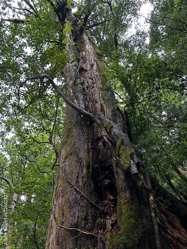 Yakusugi Land is a nature park populated by a number of yakusugi. The park is one of the most accessible places on Yakushima to see the ancient cedar trees.