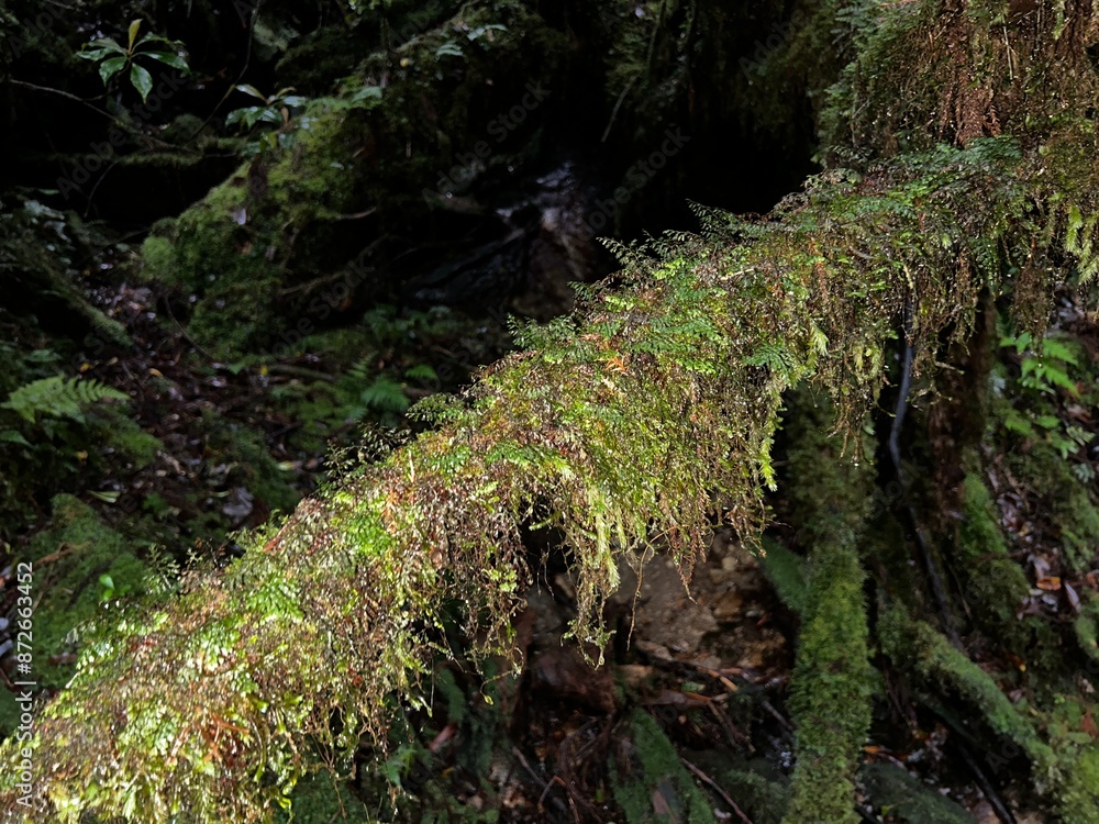 Yakusugi Land is a nature park populated by a number of yakusugi. The park is one of the most accessible places on Yakushima to see the ancient cedar trees. Yakusugi Land is a nature park populated by a number of yakusugi. The park is one of the most accessible places on Yakushima to see the ancient cedar trees.