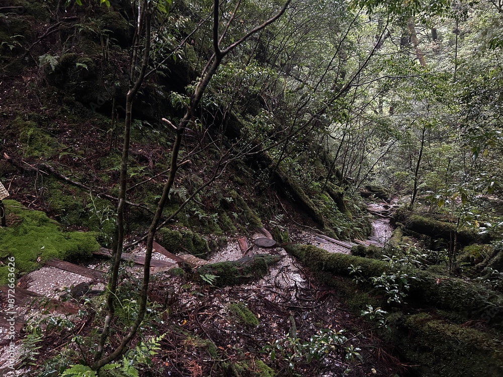 Yakusugi Land is a nature park populated by a number of yakusugi. The park is one of the most accessible places on Yakushima to see the ancient cedar trees. Yakusugi Land is a nature park populated by a number of yakusugi. The park is one of the most accessible places on Yakushima to see the ancient cedar trees.