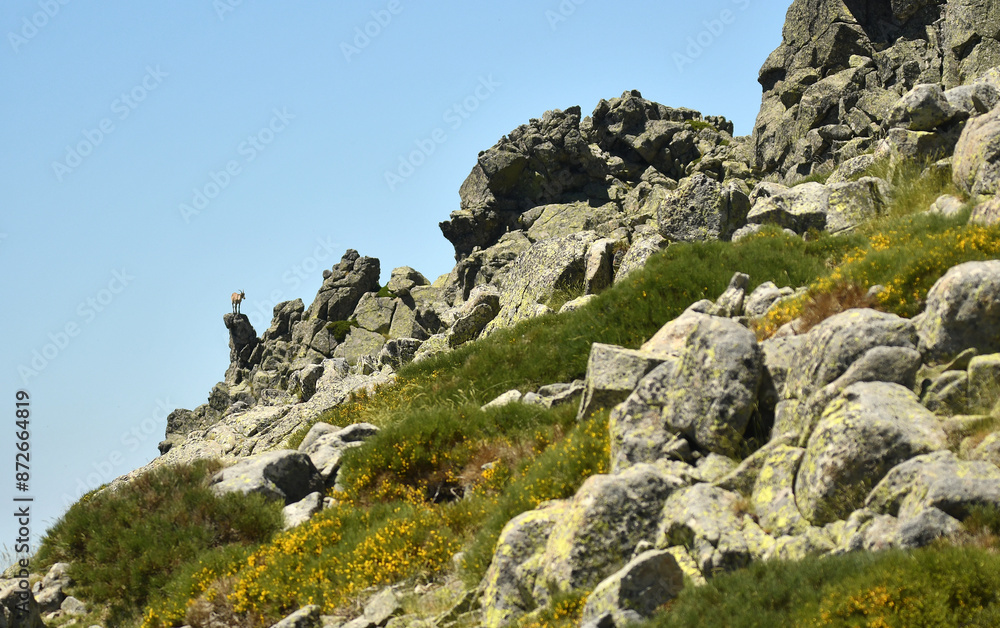 cabras monteses en la sierra de gredos.Avila.España cabras monteses en la sierra de gredos.Avila.España