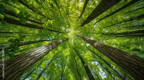 Towering trees in lush woodland