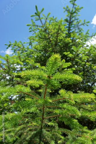 Green spruce branches against the blue sky