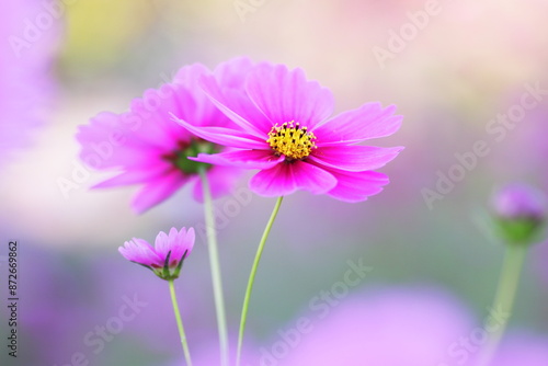 コスモスの花のある風景 © eiiti aoki