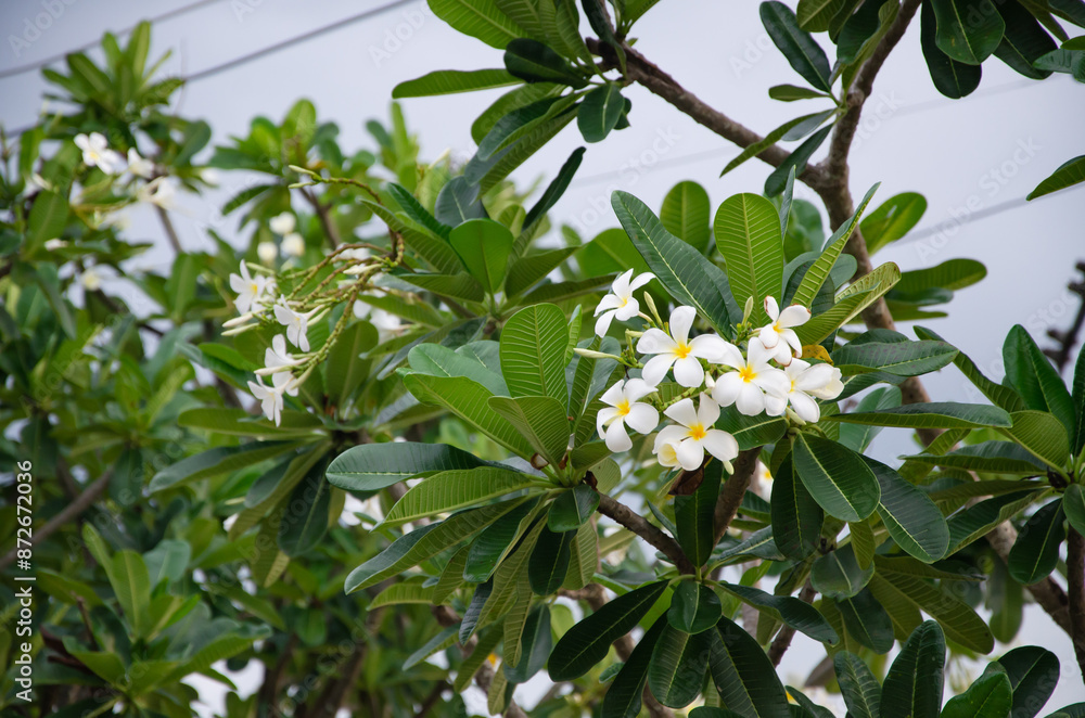 White frangipani flowers in the garden White frangipani flowers in the garden